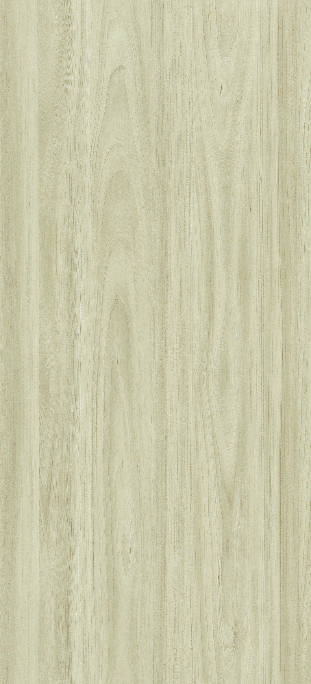 Coastal Elm