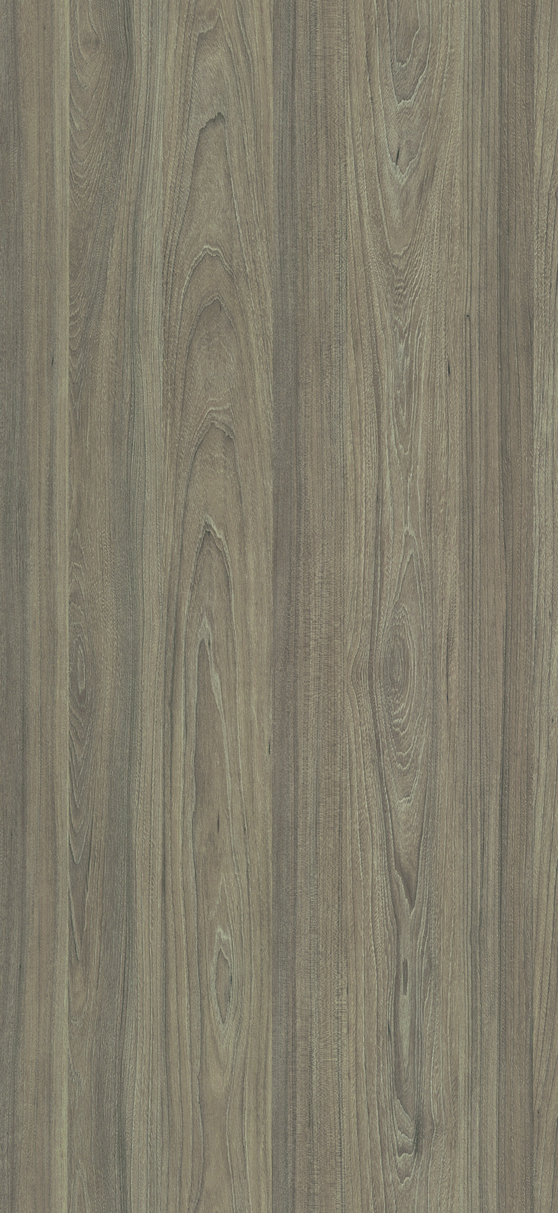Dusky Elm